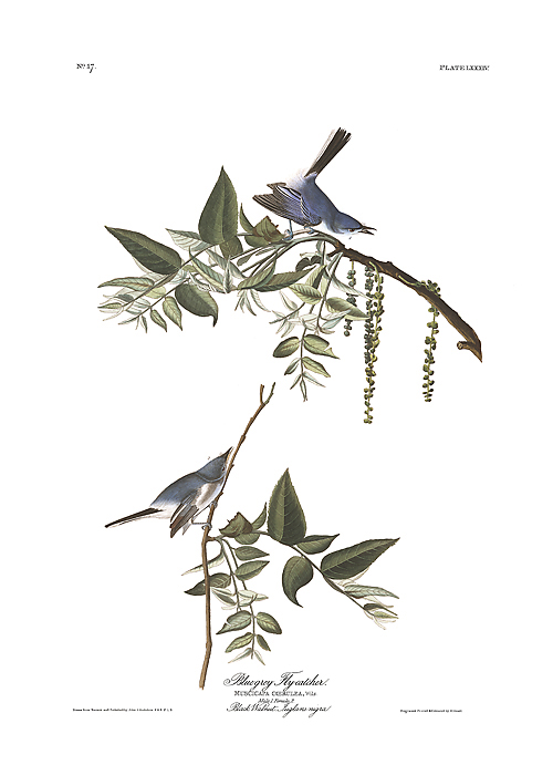 Blue-gray Gnatcatcher